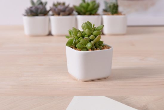 Decoración de escritorio creativa Mini maceta de cerámica blanca